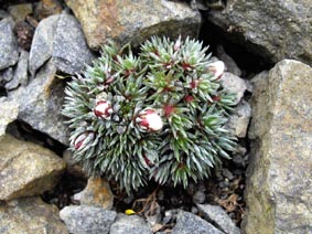 Saxifraga burseriana 'Seissera'